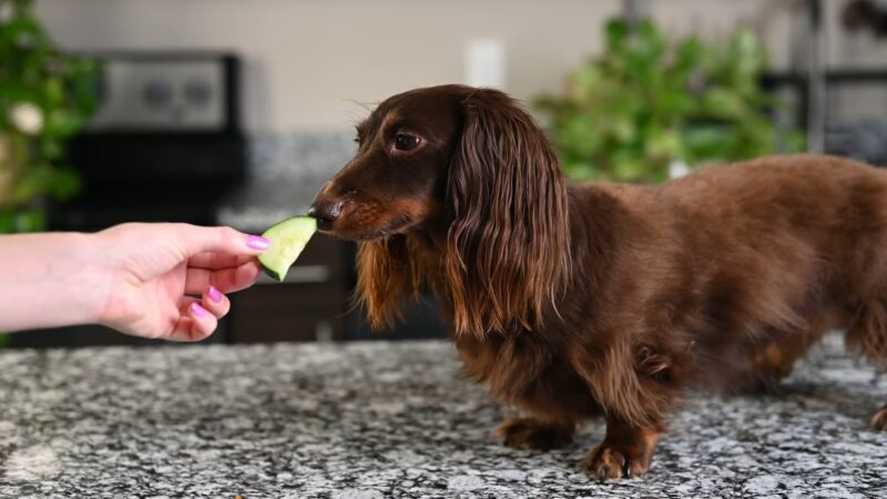 Dog Eat Cucumbers
