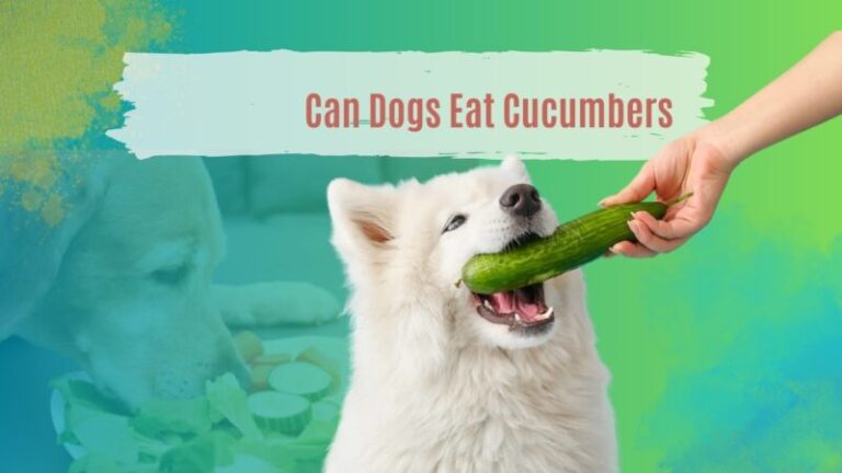 Can Dogs Eat Cucumbers