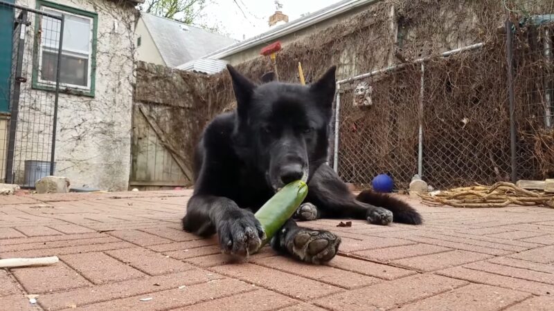 Cucumber and Dogs