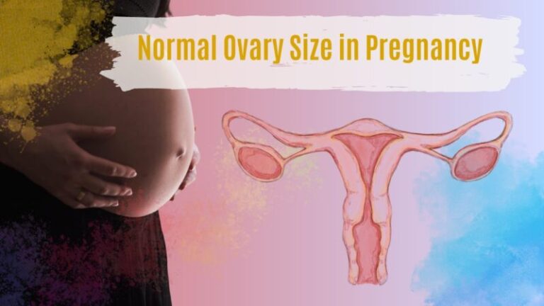 Normal Ovary Size in Pregnancy