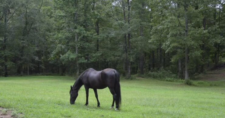 Balancing Diet and Supplements for Holistic Hoof Care