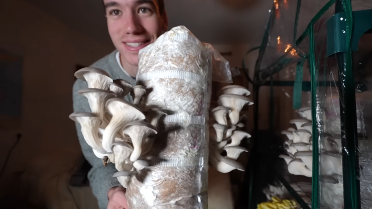 DIY Mushroom Cultivation