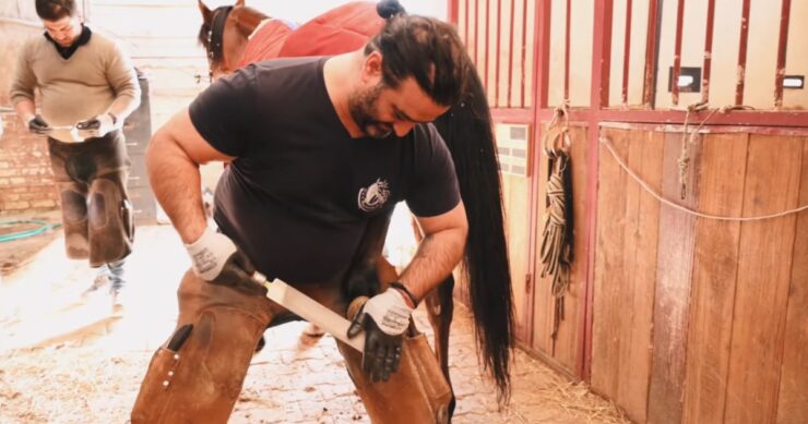Essential Nutrients for Optimal Hoof Health