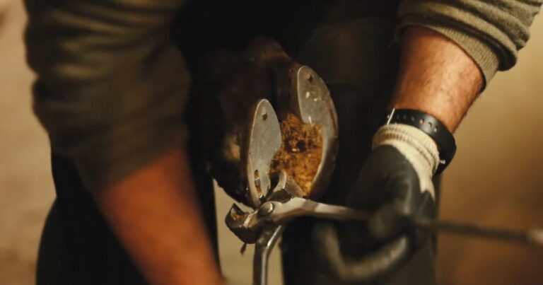 Hoof Maintenance Tips & Tricks The Role of Supplements in Equine Care