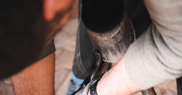 The Future of Hoof Care and Nutrition
