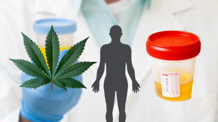 Urine Tests and CBD Oil